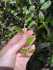 Tradescantia fluminensis