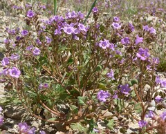 Phacelia pulchella
