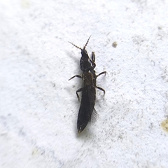 Thysanoptera