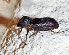 Apatides fortis