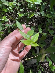 Tradescantia fluminensis
