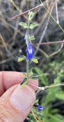 Salvia subincisa