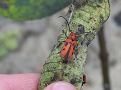 Tetraopes tetrophthalmus