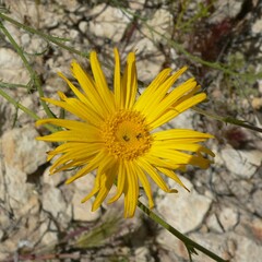 Xanthisma spinulosum