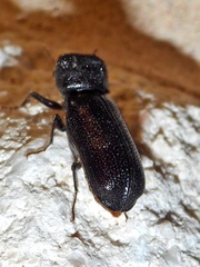 Apatides fortis
