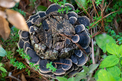 Phellodon niger