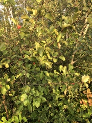 Crataegus chrysocarpa