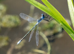 Lestes disjunctus