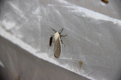 Creatonotos
