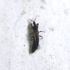 Thysanoptera