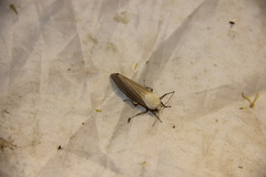 Creatonotos
