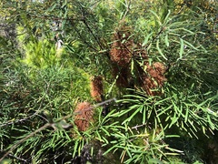 Banksia collina