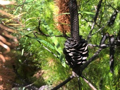 Banksia collina