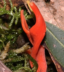 Clavulinopsis sulcata