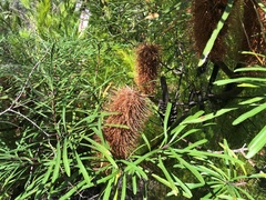 Banksia collina