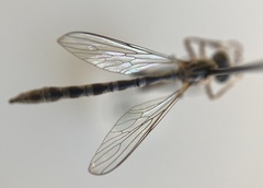 Leptogaster