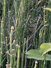 Cistothorus stellaris