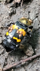 Nicrophorus tomentosus