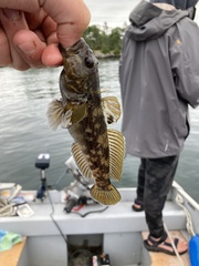 Neogobius melanostomus