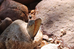 Cyllopsis pertepida