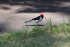 Paroaria capitata