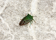 Piezosternum subulatum