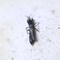 Thysanoptera