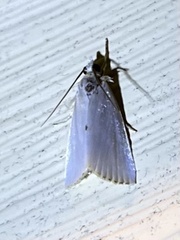 Urola nivalis