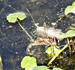 Rhionaeschna multicolor