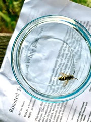 Vespula germanica