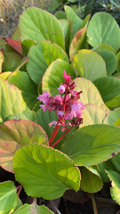 Bergenia crassifolia