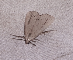 Macrochilo orciferalis