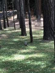 Sciurus