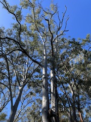 Eucalyptus tereticornis