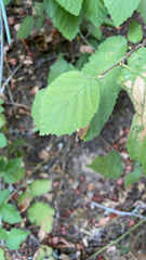 Corylus cornuta