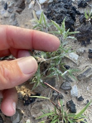 Munroa squarrosa