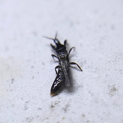 Thysanoptera