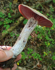 Laccaria ochropurpurea