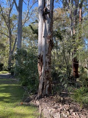 Eucalyptus tereticornis