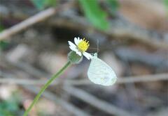 Leptosia nina