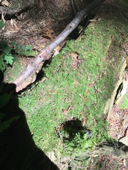 Plagiothecium undulatum