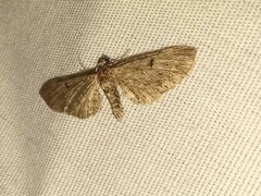 Eupithecia miserulata