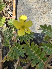 Tribulus taiwanense