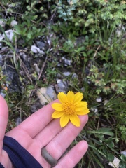 Arnica griscomii