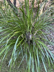 Lomandra hystrix