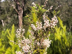 Leucopogon affinis