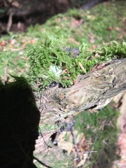 Plagiothecium undulatum