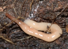 Argonemertes australiensis