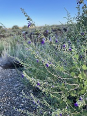 Scutellaria potosina