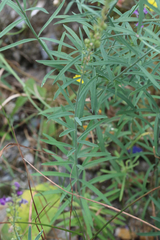 Linaria purpurea